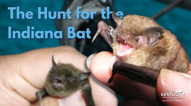 ONKP’s Hunt for the Indiana Bat