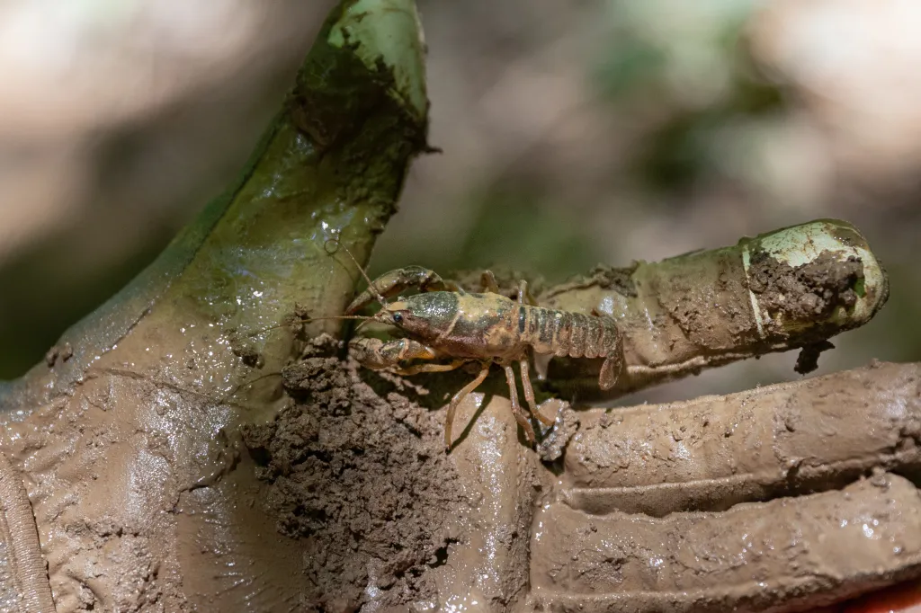 Kentucky’s Underground Crayfish Culture 